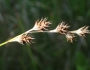 Carex straminea image