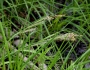 Carex stricta image