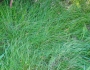 Carex subbracteata image