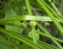 Carex swanii image