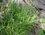 Carex sylvatica image