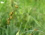 Carex tenera image