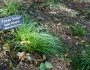Carex texensis image
