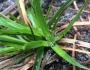 Carex tonsa image