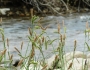 Carex torta image