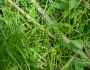Carex tribuloides image