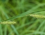 Carex trichocarpa image