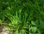 Carex typhina image