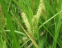 Carex utriculata image
