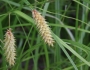 Carex vesicaria image