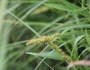 Carex vulpinoidea image