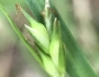 Carex willdenowii image