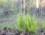 Carex woodii image