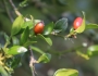 Carissa bispinosa image