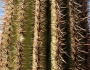Carnegiea gigantea image
