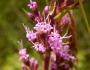 Carphephorus paniculatus image
