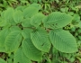 Carpinus cordata image