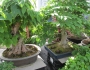 Carpinus turczaninovii image