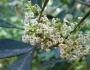 Cartrema americana image