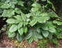 Carya alba image