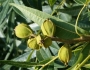 Carya aquatica image