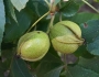 Carya cordiformis image