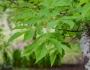 Carya glabra image