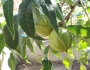 Carya illinoinensis image