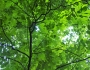 Carya laciniosa image