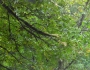 Carya ovalis image