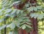 Carya pallida image