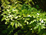 Caryota mitis image
