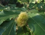 Castanea pumila image