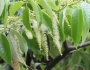 Castanopsis sieboldii image