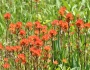 Castilleja coccinea image