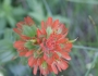 Castilleja hispida image