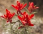 Castilleja integra image