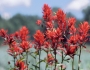 Castilleja linariifolia image