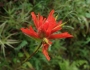 Castilleja miniata image