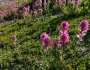 Castilleja parviflora image