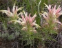 Castilleja sessiliflora image