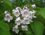 Catalpa bignonioides image