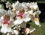 Catalpa speciosa image