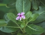 Catharanthus roseus image