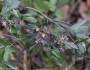 Caulophyllum giganteum image