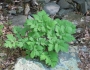 Caulophyllum thalictroides image