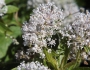 Ceanothus americanus image