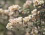 Ceanothus crassifolius image