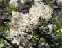 Ceanothus cuneatus image