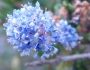 Ceanothus dentatus image